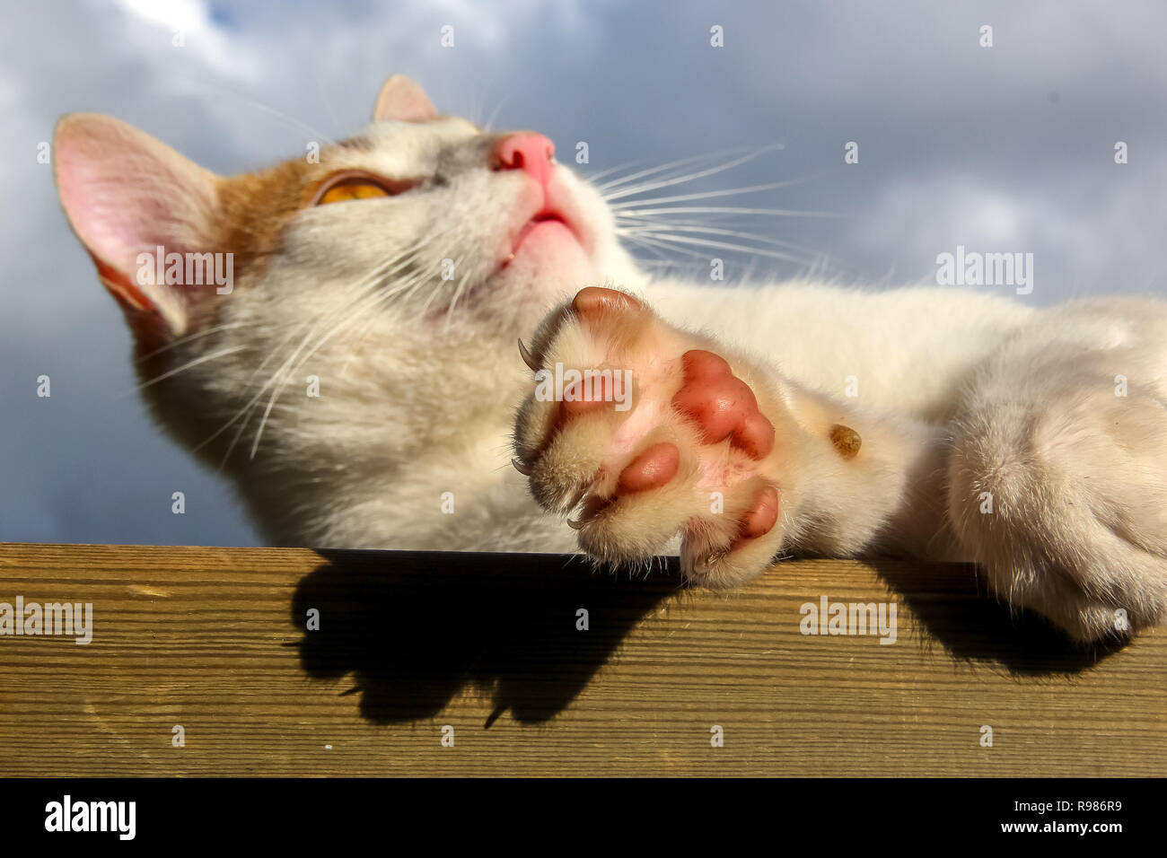 Cat zampe closeup. Gatto sdraiato sul pavimento in legno. Gatto sdraiato sul sullo sfondo di un cielo blu. Il gatto è piccolo addomesticati mammifero carnivoro con pelliccia morbida. Foto Stock