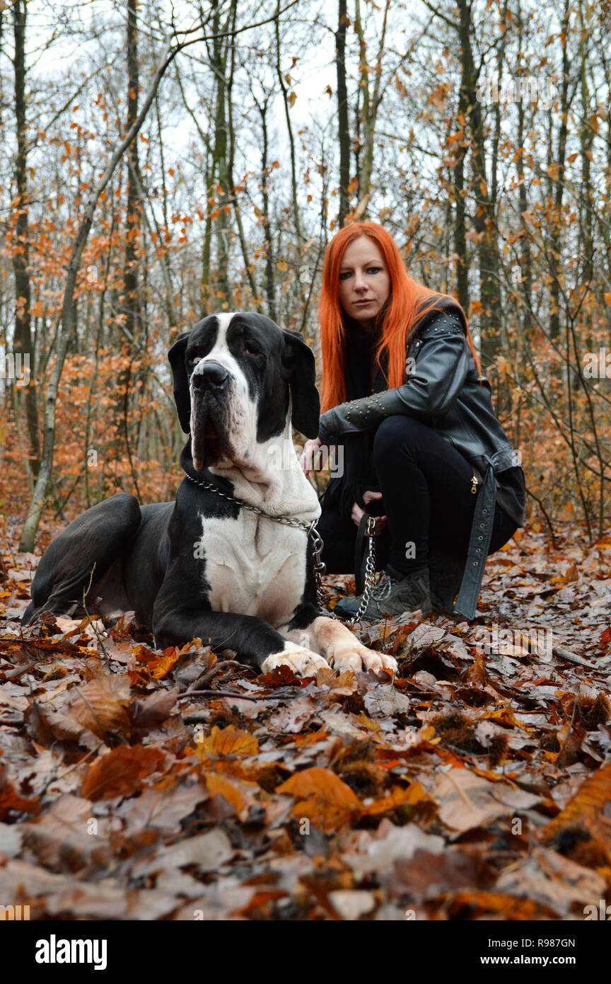 Un grosso cane alano e una donna redhead, nella foresta in autunno Foto Stock