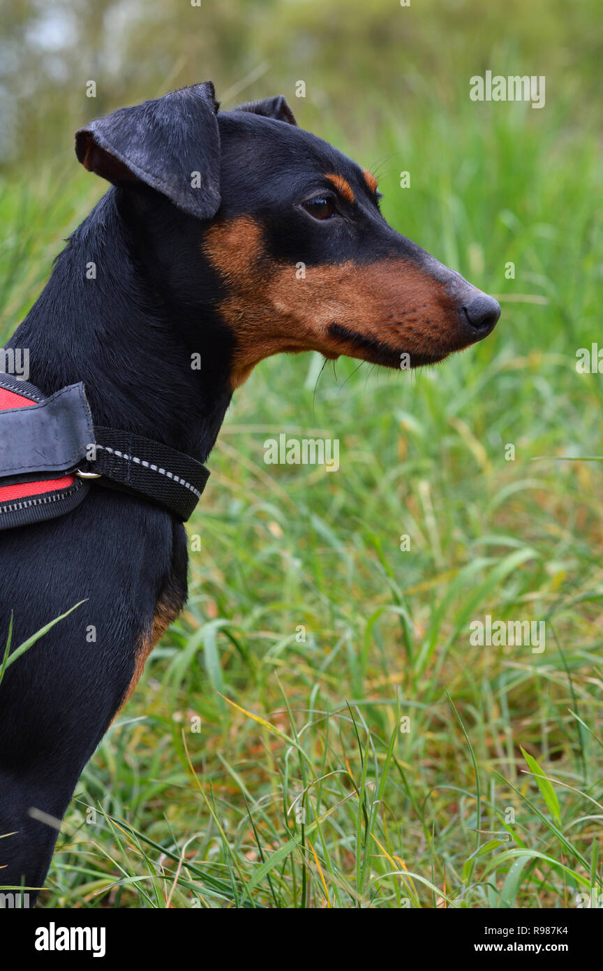 Un piccolo cane, razza pinsher in miniatura. Foto Stock