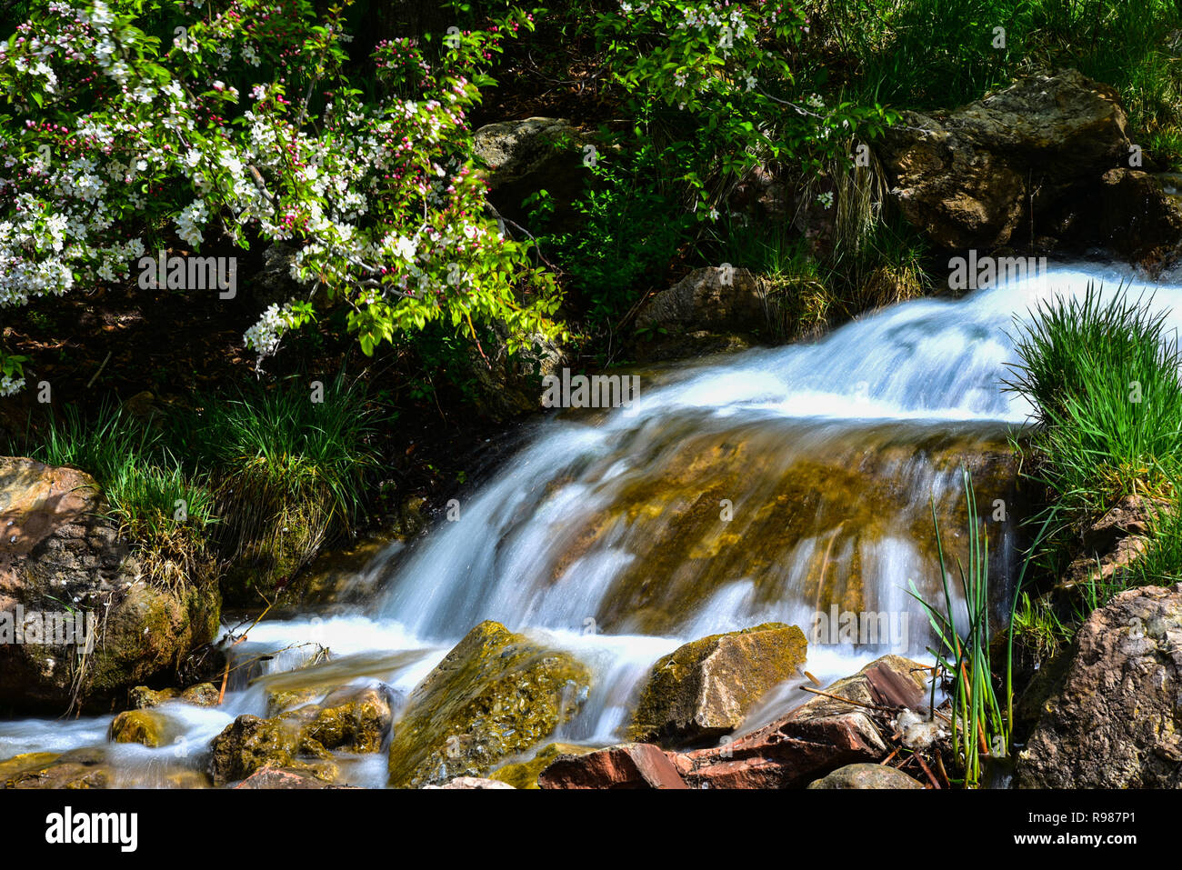 La cascata di fiori e di percorso in un ambiente da giardino. Foto Stock