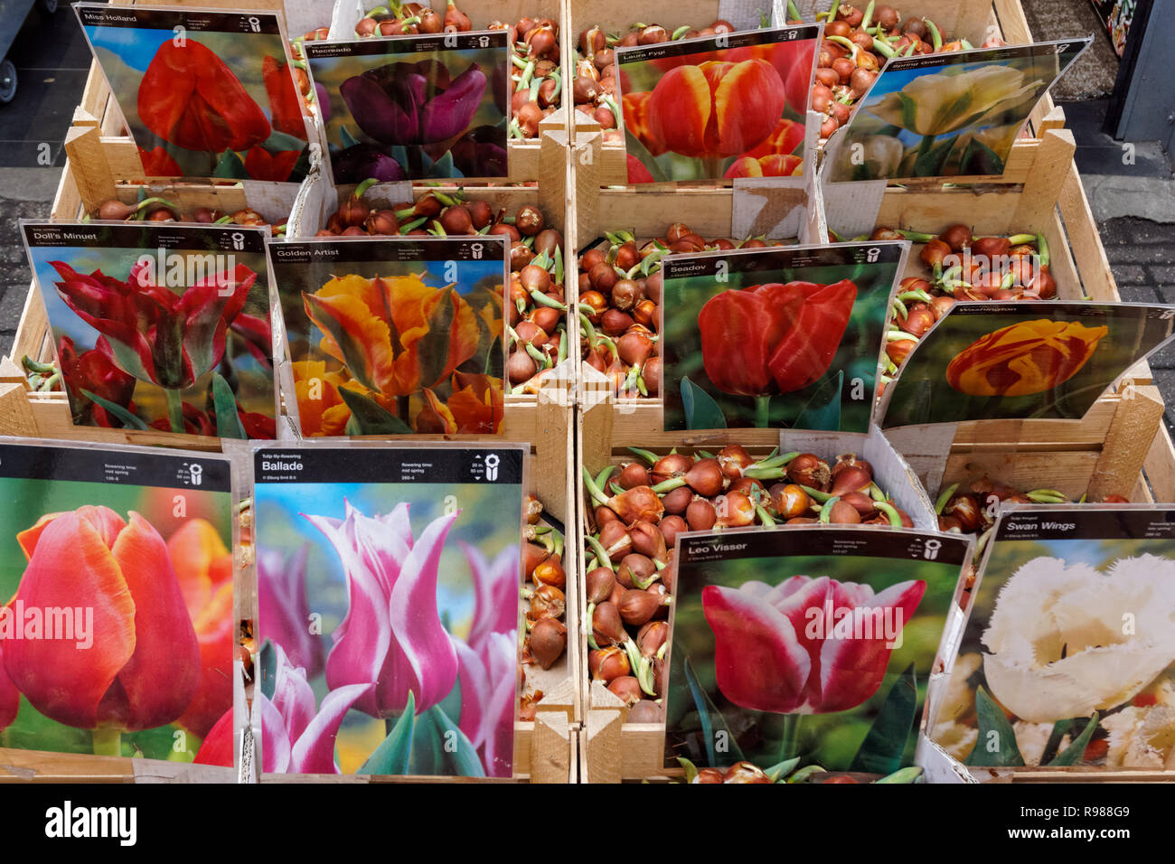 Bulbi da fiore per la vendita al mercato dei fiori di Amsterdam, Amsterdam, Paesi Bassi Foto Stock