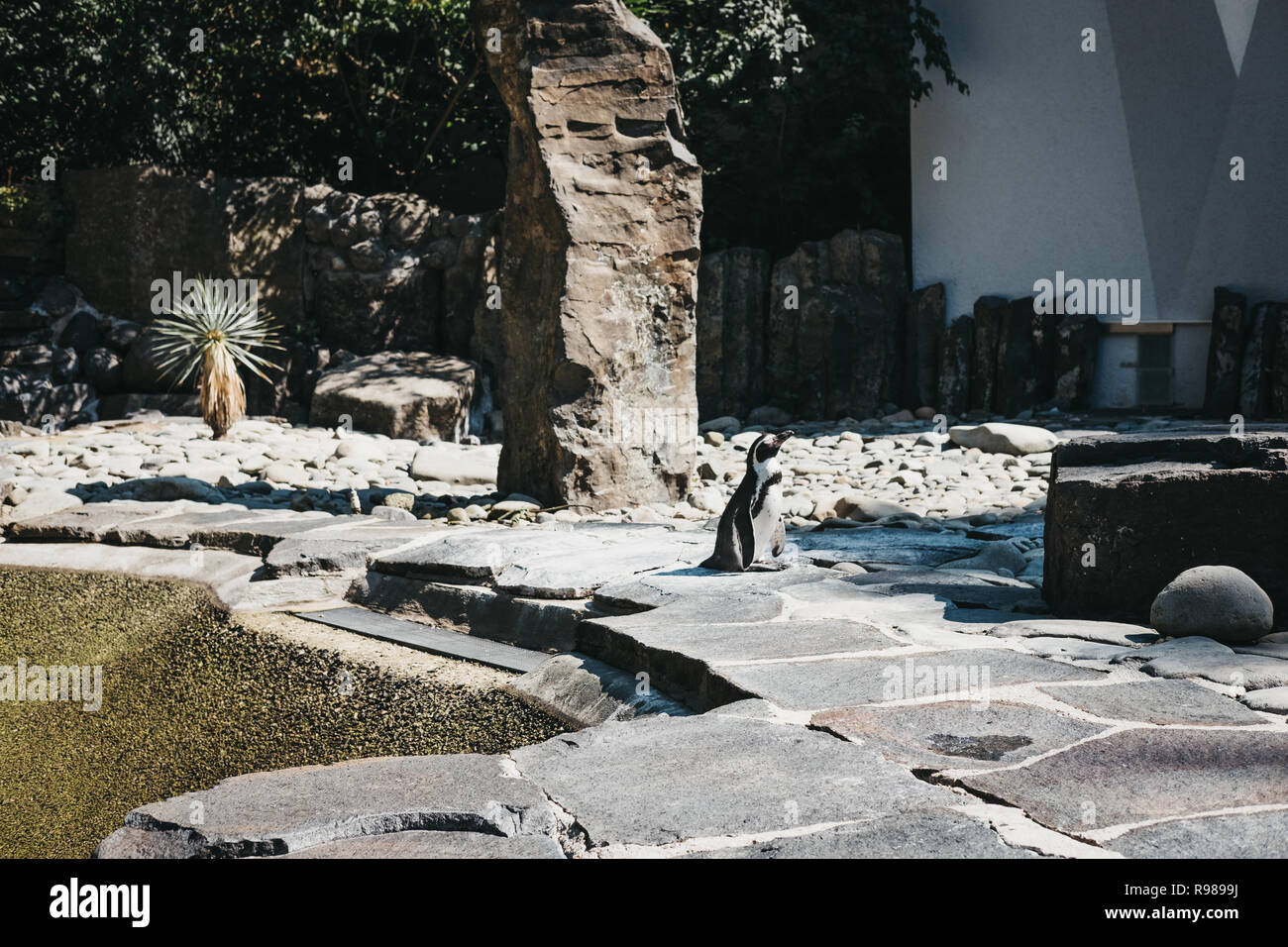 Praga, Repubblica Ceca - 27 agosto 2018: i pinguini in zoo di Praga, Repubblica Ceca, il quinto miglior zoo al mondo. Foto Stock