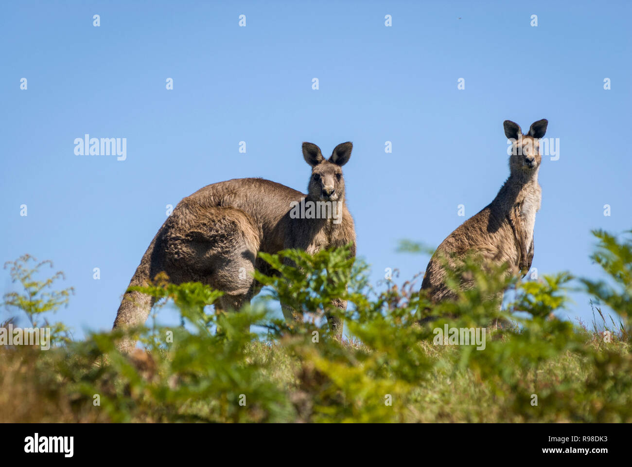 Due canguri mantenendo un look-out nella macchia di Victoria in Australia Foto Stock