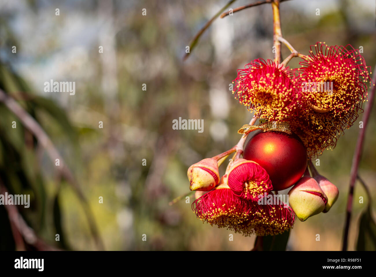 Un australiano di Natale, dado di gomma a fiori e i dadi di gomma con un rosso natale Pallina, orizzontale Foto Stock