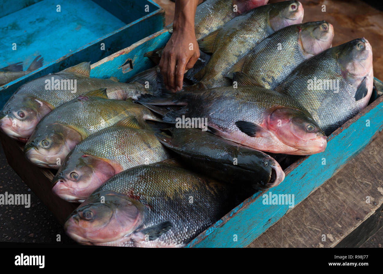 Stretta di mano del pescatore di rielaborare tambaqui brasiliano pesce (Colossoma macropomum) in blu scatola in legno per la vendita al mercato di strada a Manaus, Amazonas, B Foto Stock