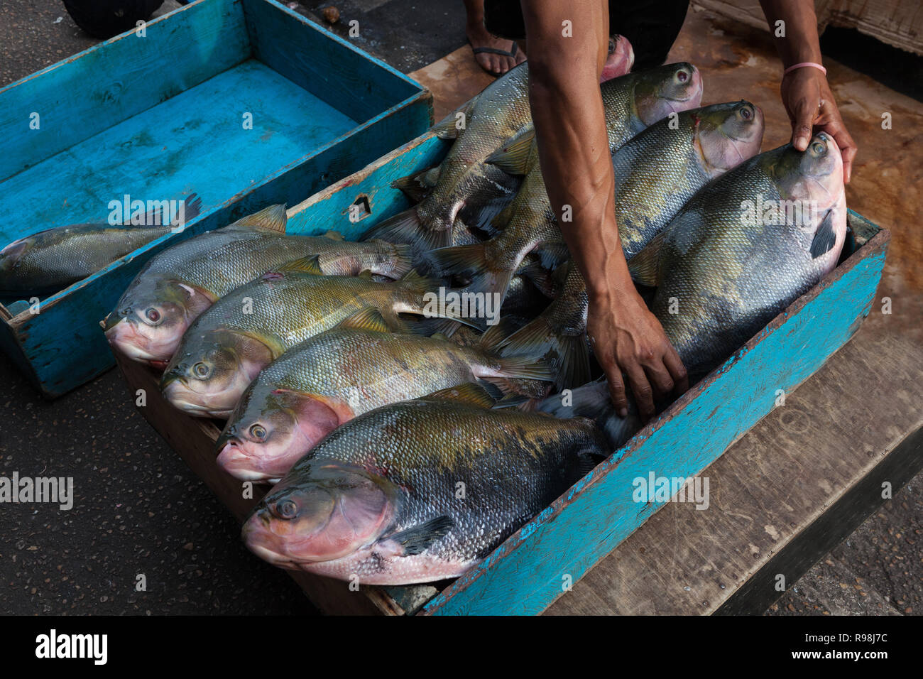 Stretta di mano del pescatore di rielaborare tambaqui brasiliano pesce (Colossoma macropomum) in blu scatola in legno per la vendita al mercato di strada a Manaus, Amazonas, B Foto Stock