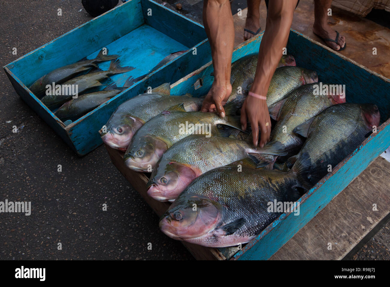 Stretta di mano del pescatore di rielaborare tambaqui brasiliano pesce (Colossoma macropomum) in blu scatola in legno per la vendita al mercato di strada a Manaus, Amazonas, B Foto Stock