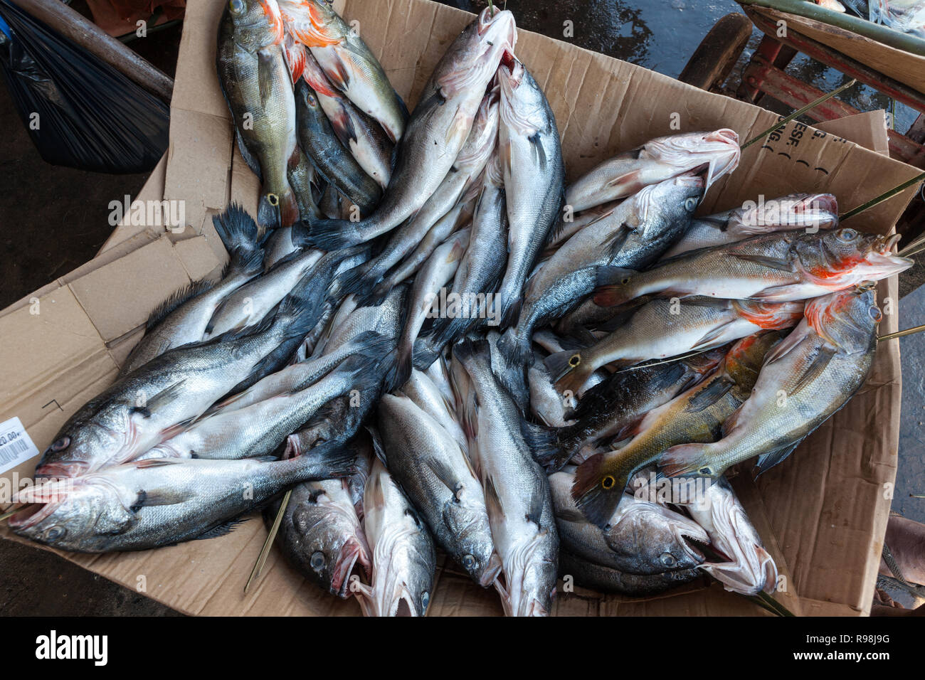 Close up del brasiliano 'Tucunare' pesce (Cichla ocellaris) e altri per la vendita al mercato di strada a Manaus, Amazonas, Brasile. Foto Stock