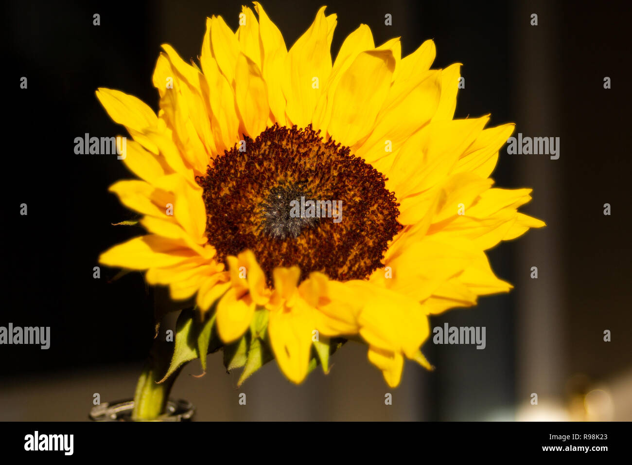 Un bel primo piano di un girasole ansioso di raggiungere per sun Foto Stock