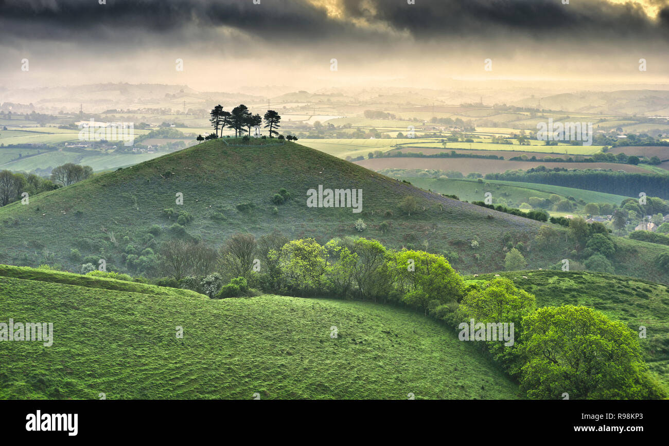 Colmers Hill all'alba, Dorset, Inghilterra Foto Stock