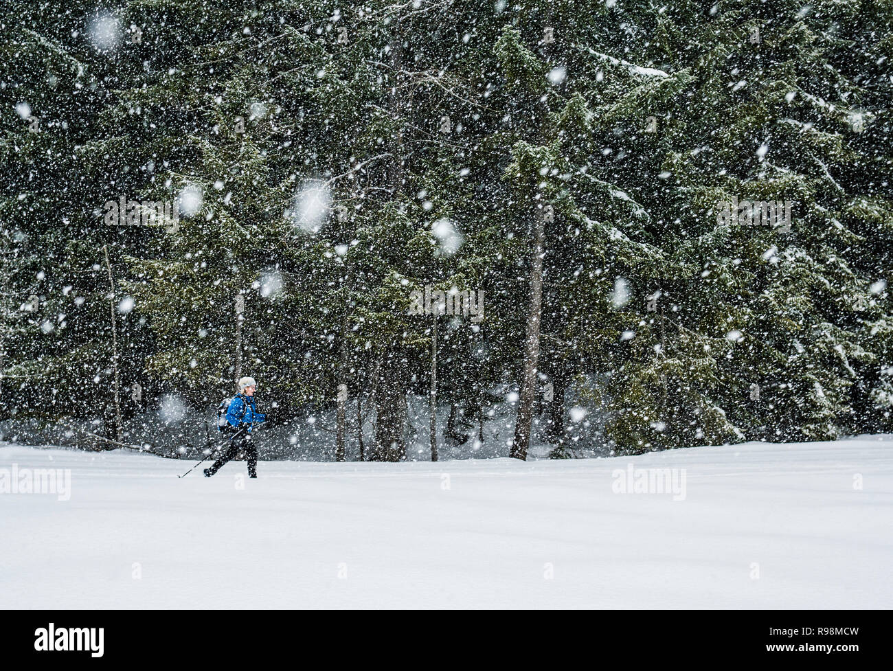 La donna lo sci di fondo in una tempesta di neve a Cabin Creek Snow Park, Washington Cascades, STATI UNITI D'AMERICA. Foto Stock