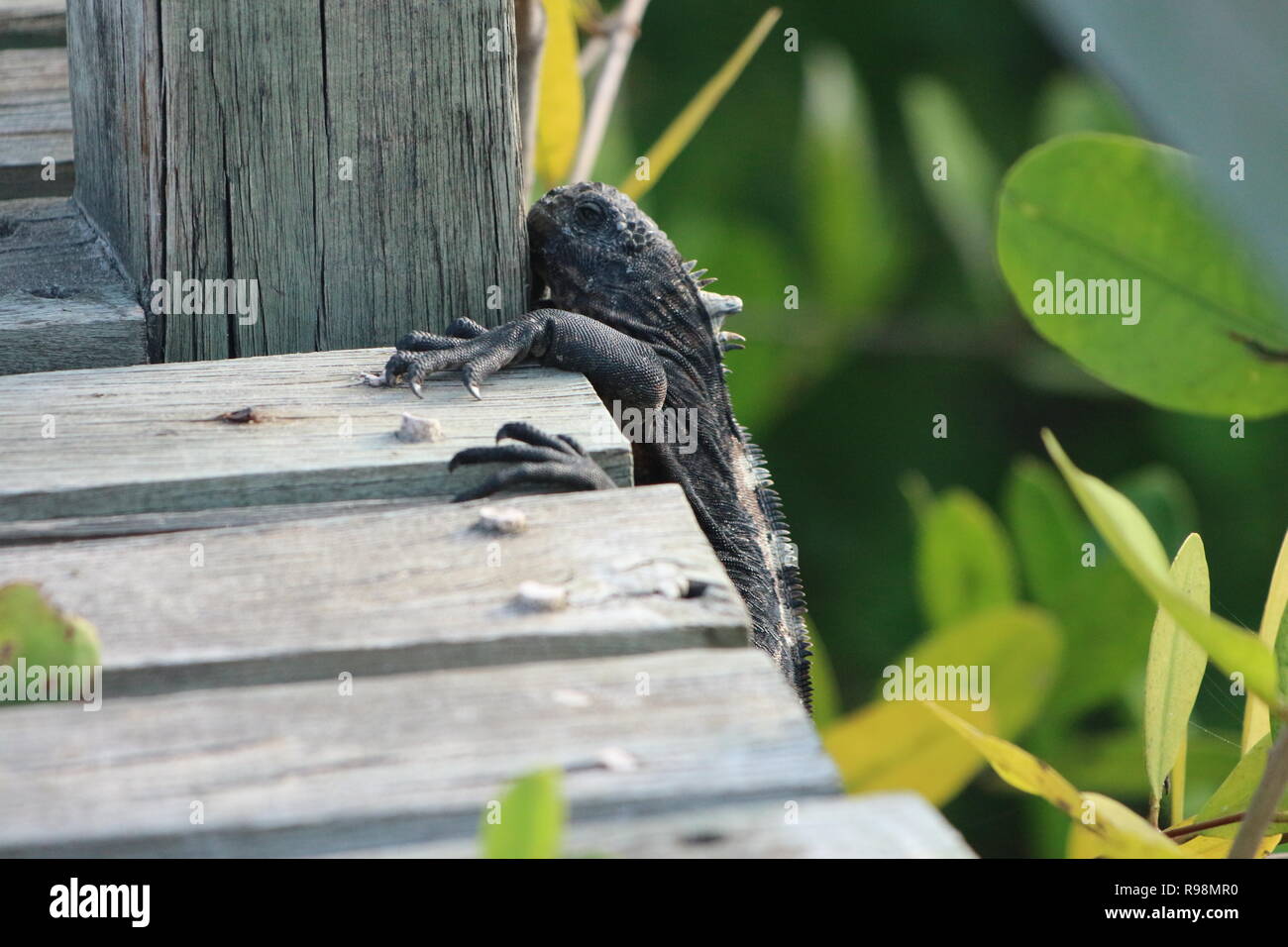 In prossimità di una delle Galapagos iguane marine arrampicata e appeso sul bordo di una passerella con una messa a fuoco morbida dello sfondo verde delle foglie su Isabela Island Foto Stock