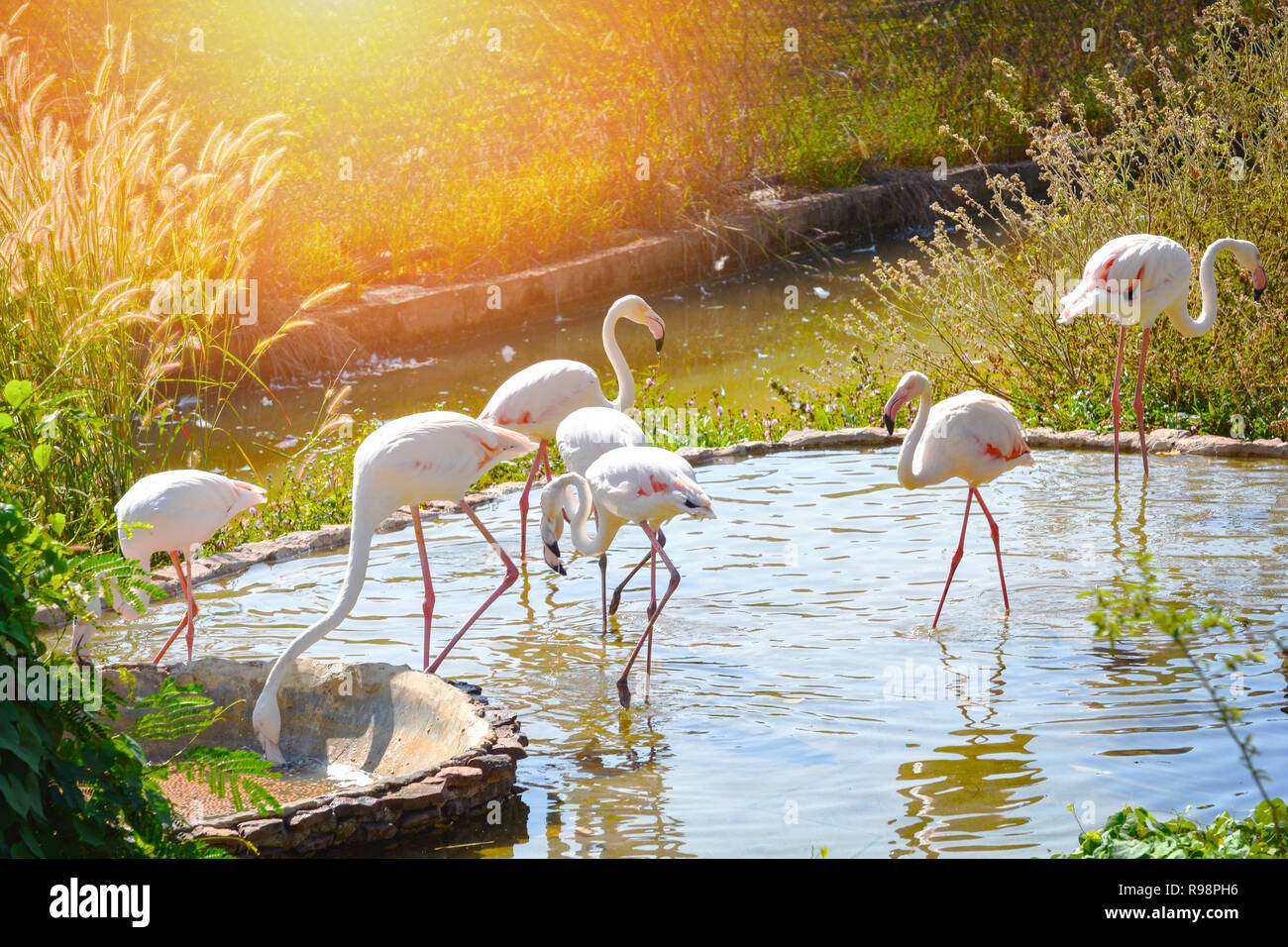 flamingo bird farm / group of pink greater flamingo big birds on water pond - flock of birds flamingo walking in cage zoo in the wildlife sanctuary Foto Stock
