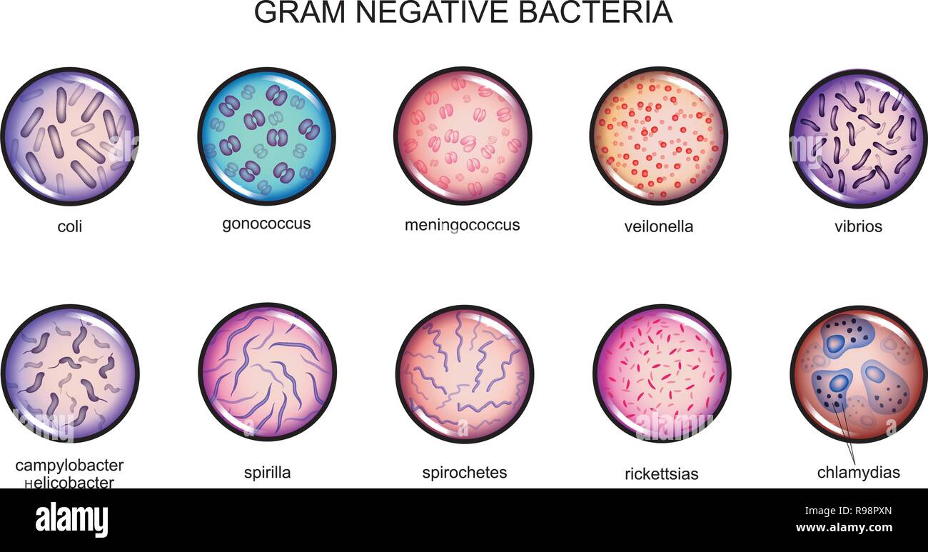 Illustrazione vettoriale di batteri gram-negativi. microbiologia. cultura. Illustrazione Vettoriale