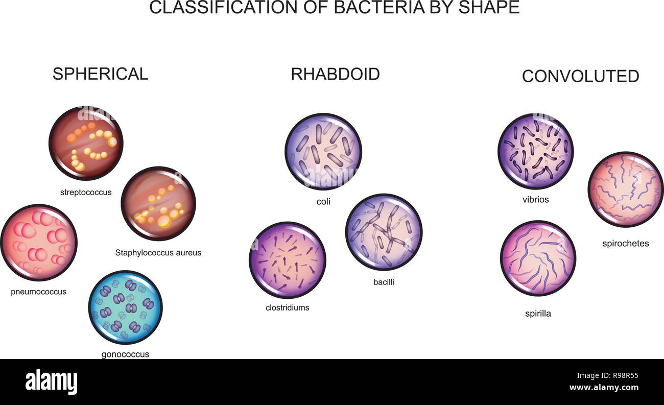 Illustrazione vettoriale della classificazione dei batteri da parte di forma Illustrazione Vettoriale