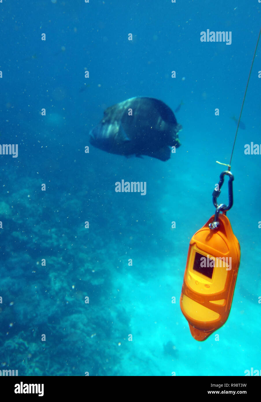 Strumento oceanografico di misurazione della temperatura, conducibilità e salinità sulla barriera corallina con disinteressati maori wrasse in background, Grande Barriera ri Foto Stock