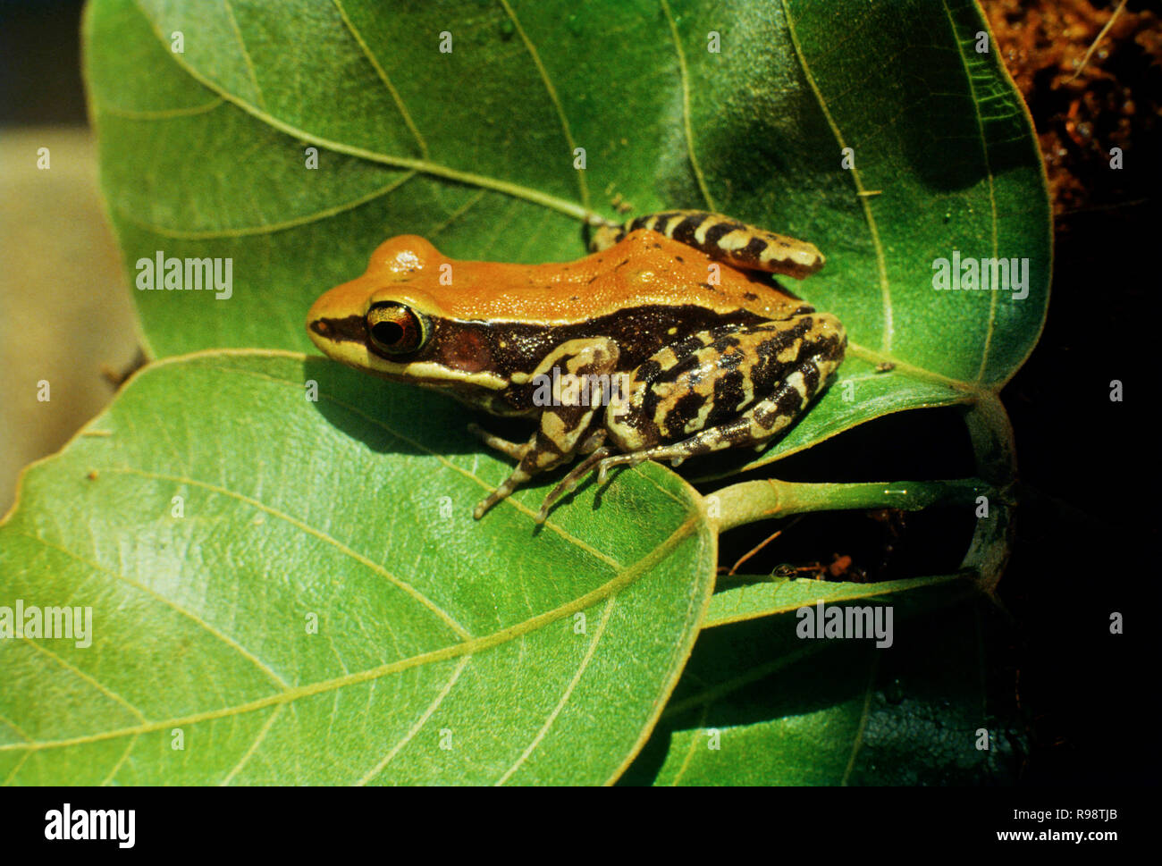 Il Malabar indiano Fungoid Frog Rana malabarica India Foto Stock
