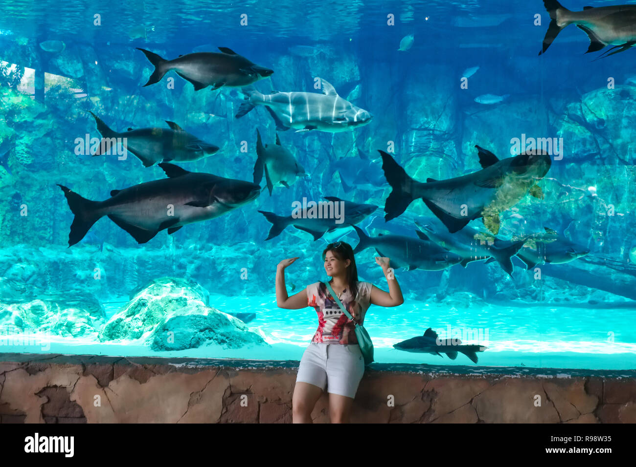 Un visitatore pone di fronte un acquario presso il River Safari, Singapore Foto Stock