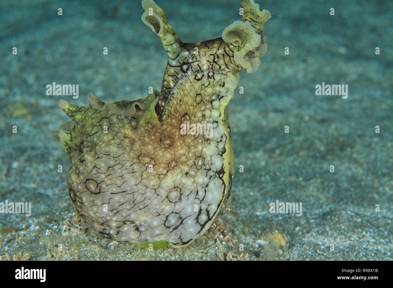 Avvistato (variabile) sea hare Aplysia dactylomela alzando la testa in alto sul piatto fondo di sabbia. Foto Stock