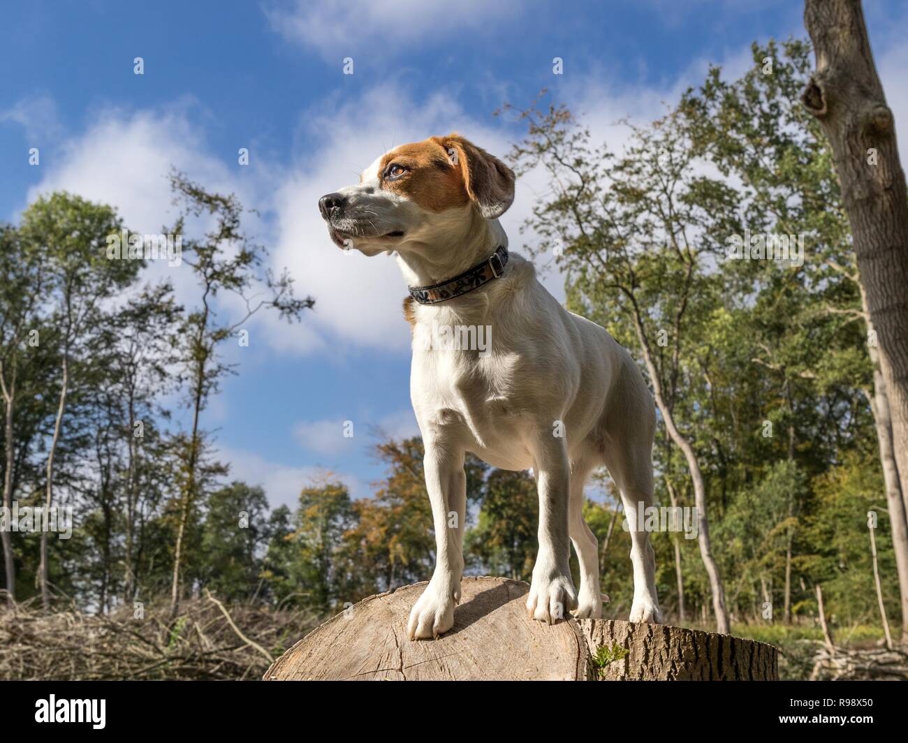 Cane su un ceppo di albero in una radura nel bosco. Foto Stock