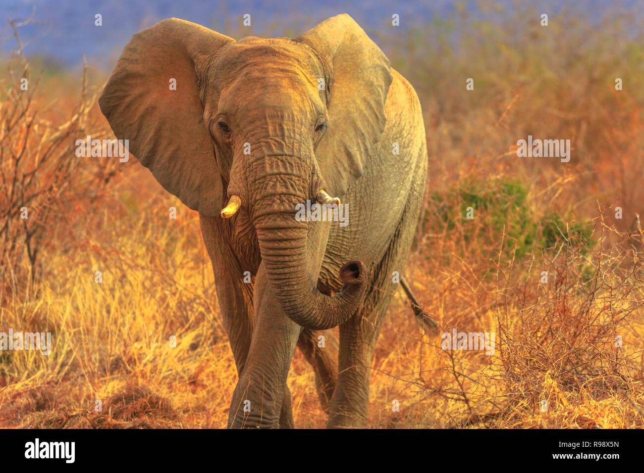 Elefante africano Loxodonta, camminando nella savana. Game Drive safari in Madikwe Game Reserve, Sud Africa. Sfondo sfocato nella stagione secca. L' elefante africano è parte delle Big Five. Foto Stock