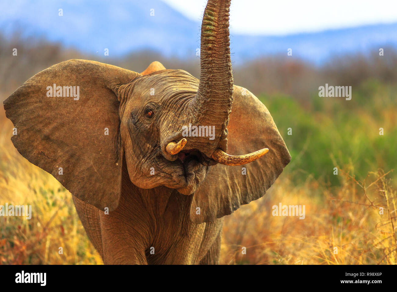 Proboscide dell'elefante africano sul primo piano, Loxodonta, uno dei cinque grandi. Gioco in safari Madikwe Game Reserve, Sud Africa. Vista frontale. Sfondo sfocato. Foto Stock