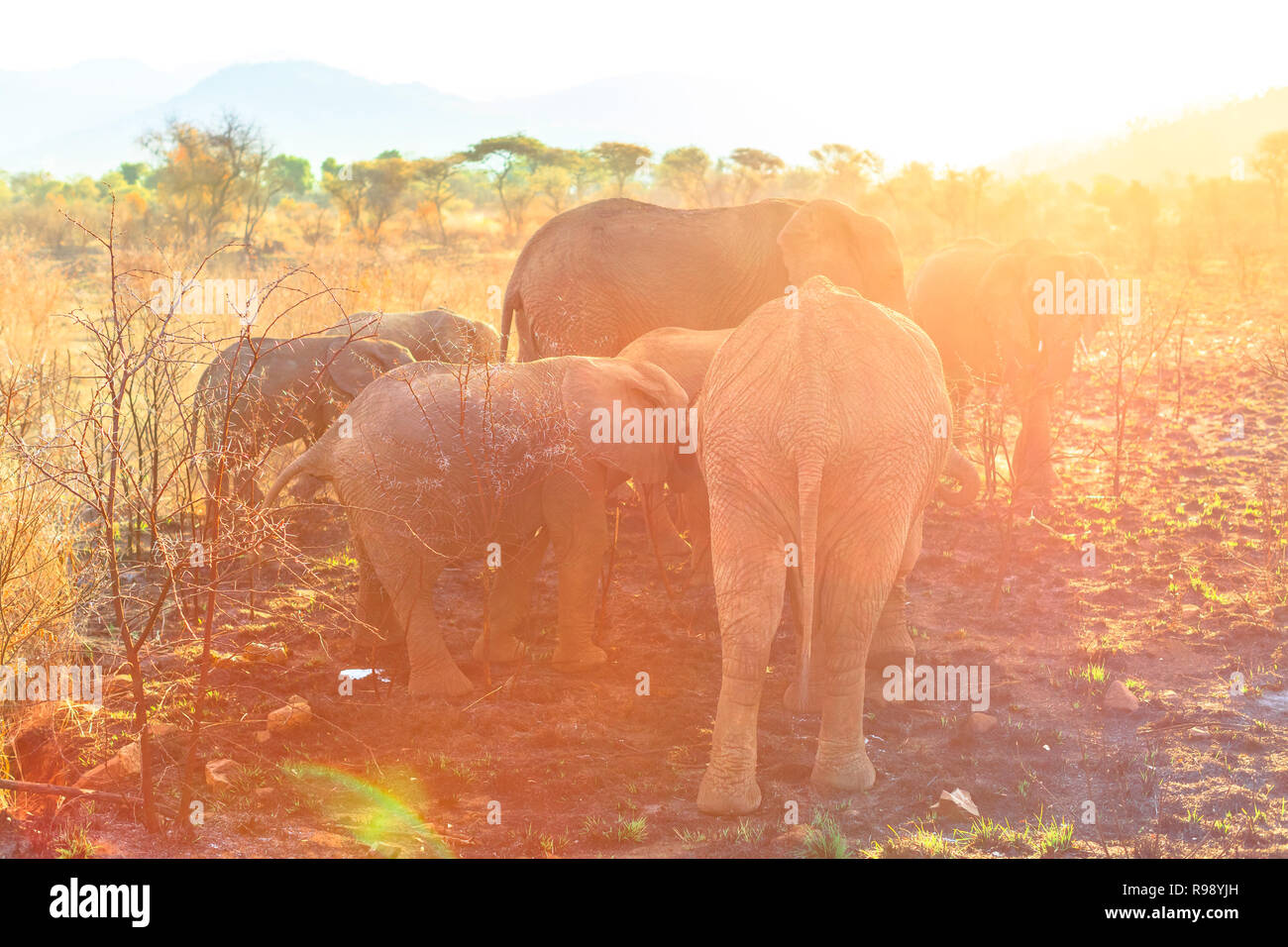 Gruppo di elefanti visto da dietro a mangiare con la luce del tramonto. Safari game drive nel Parco Nazionale di Pilanesberg, Sud Africa. L' elefante africano è parte delle Big Five. Foto Stock