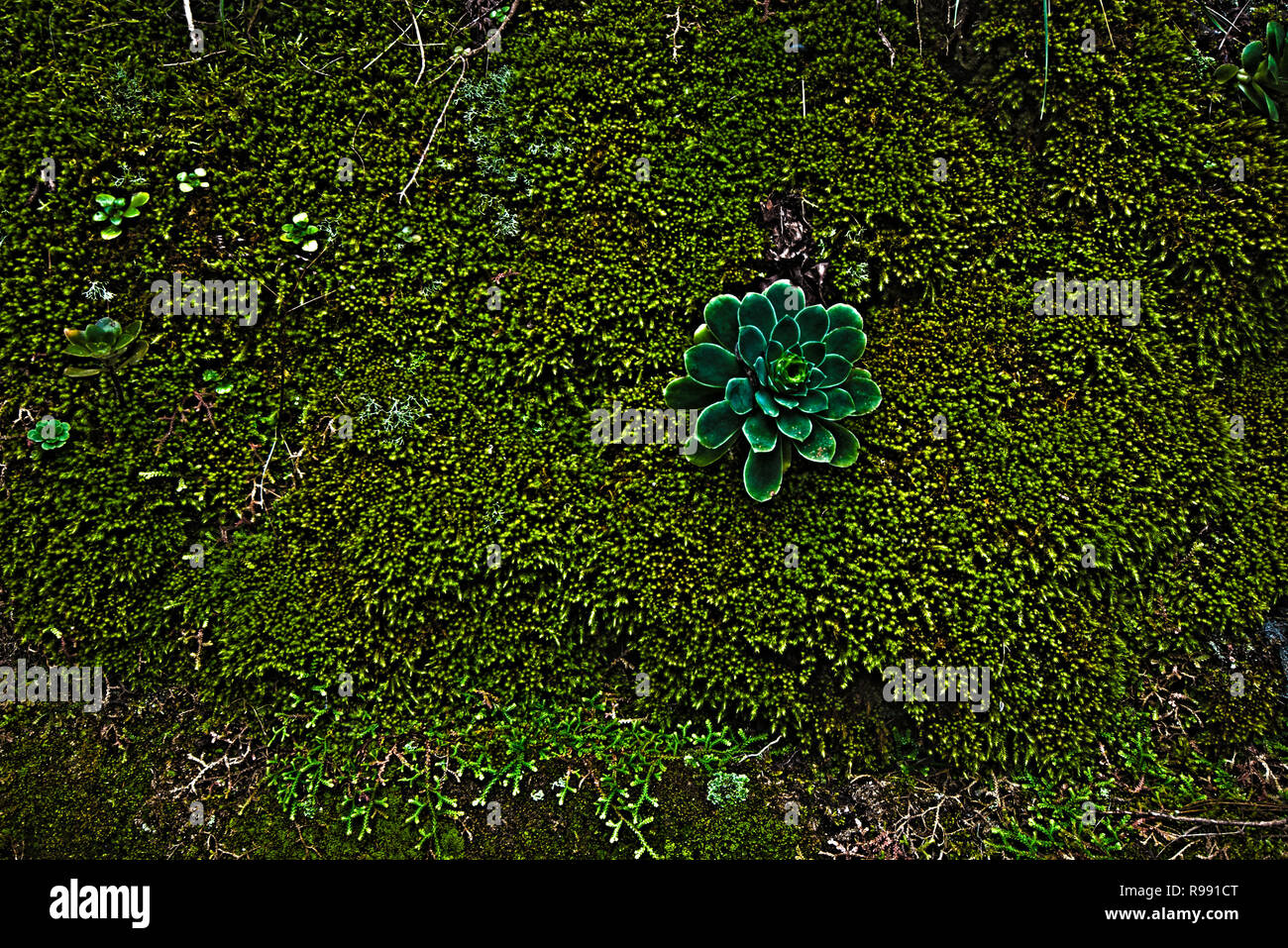 Macro shot di moss adottata a La Palma Isole Canarie Spagna Foto Stock