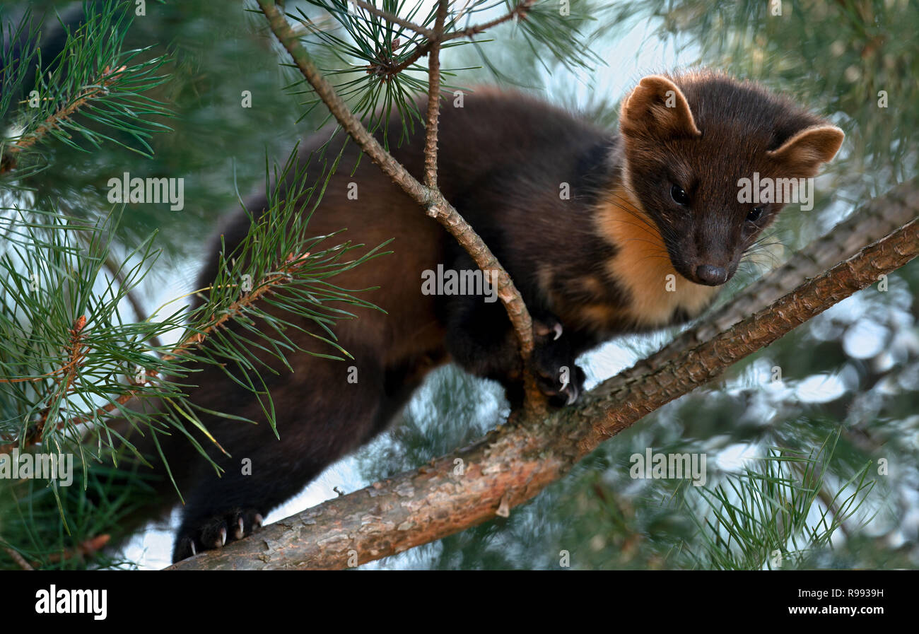 Il Parlamento martora (Martes martes), conosciuto più comunemente come la martora in Europa anglofona e meno comunemente noto anche come pineten, baum m Foto Stock