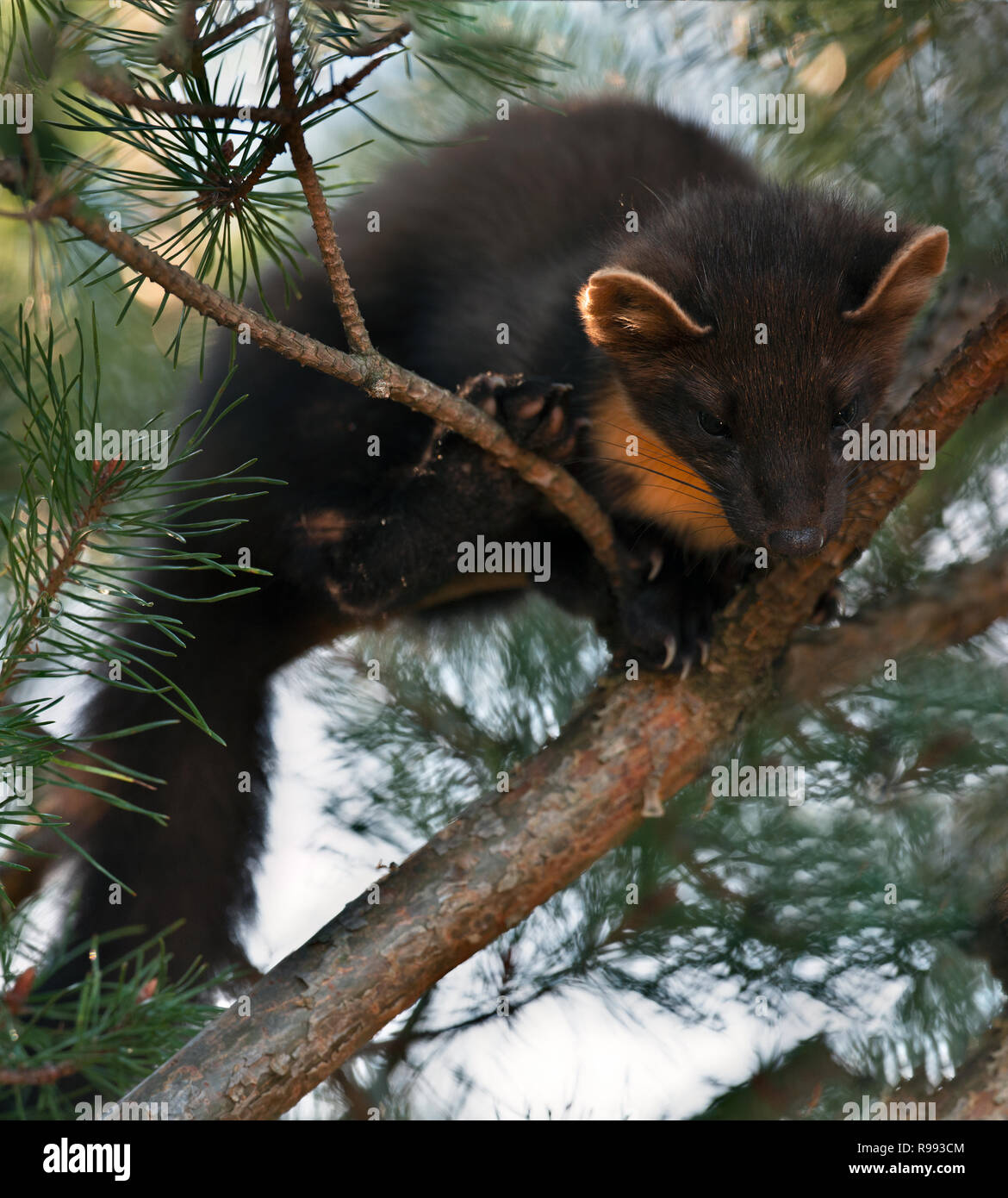 Il Parlamento martora (Martes martes), conosciuto più comunemente come la martora in Europa anglofona e meno comunemente noto anche come pineten, baum m Foto Stock