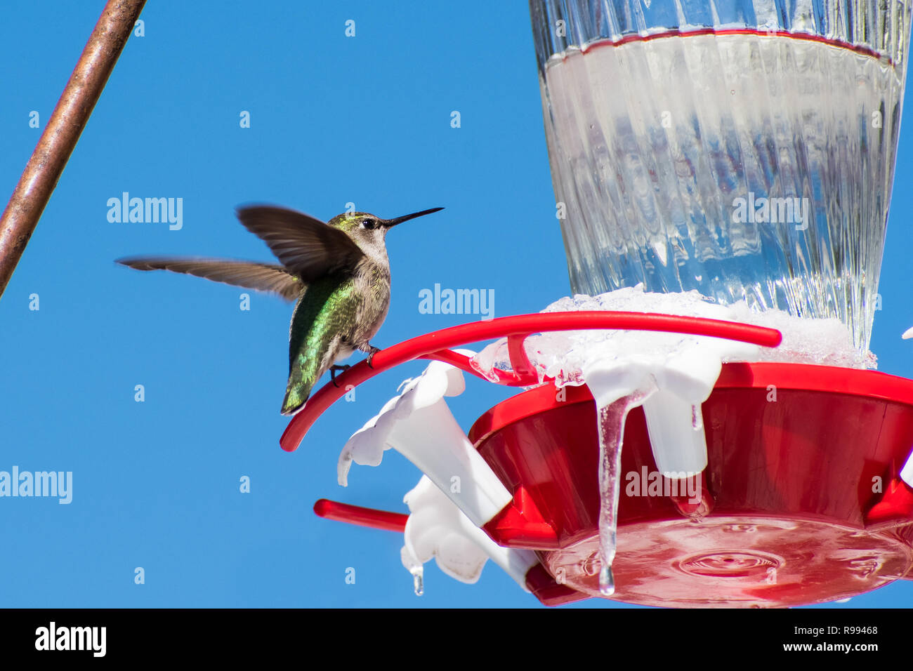 Carino di Anna Hummingbird seduto su un alimentatore giardino su un insolito fredda giornata invernale; parte dell'alimentatore è congelato e coperta da ghiaccio; San Jose, South San Foto Stock