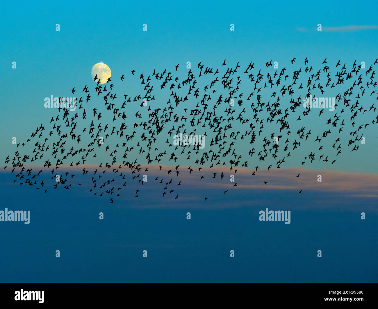 Golden Plover Pluvialis apricaria gregge Titchwell Norfolk inverno sorgere della luna Foto Stock