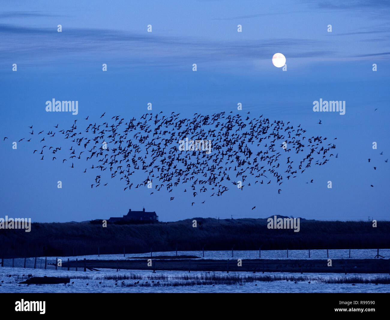 Golden Plover Pluvialis apricaria gregge Titchwell Norfolk inverno sorgere della luna Foto Stock