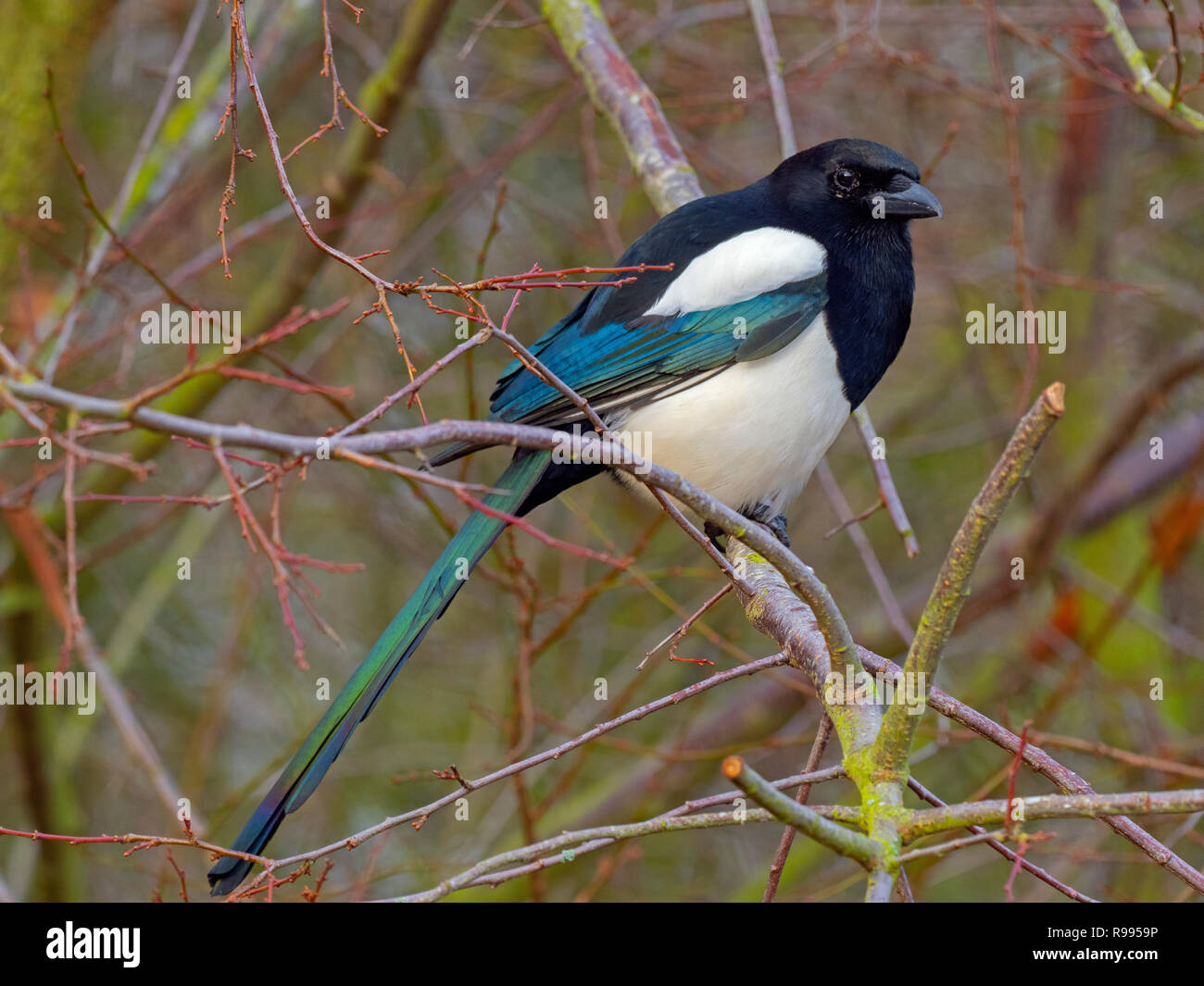 Gazza Pica pica nella siepe a Titchwell Norfolk Foto Stock