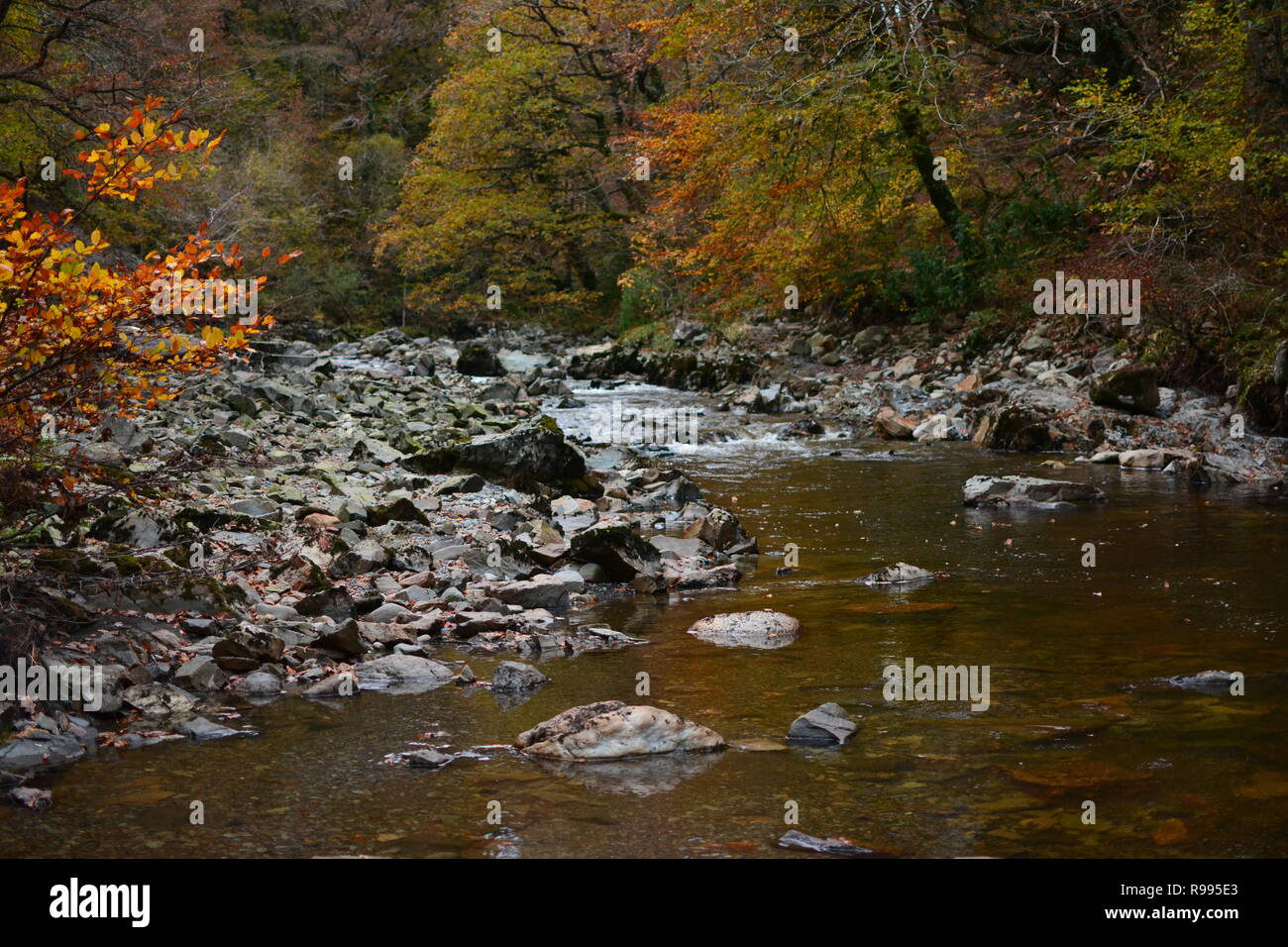 Afon Mawddach/River Mawddach in autunno Foto Stock