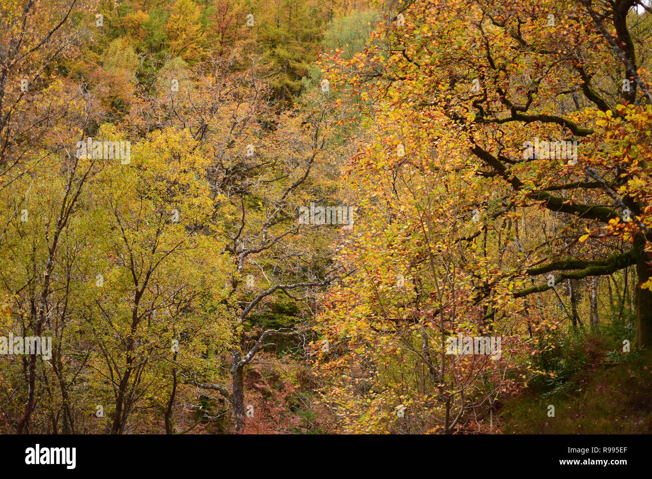 Coed Y Brenin Forest Park colori autunnali Foto Stock