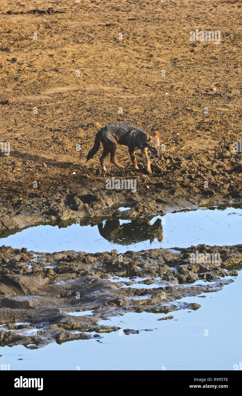 Golden jackal (Canis aureus) beve l'acqua di Udawalawe parco nazionale, sul confine di Sabaragamuwa e Uva province, in Sri Lanka. Foto Stock