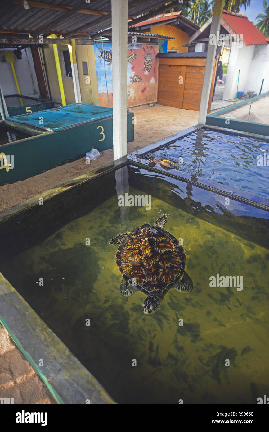 Sea Turtle Hatchery e centro di salvataggio fondata da B.K. In Ariyapala Paraliya, Sri Lanka Foto Stock