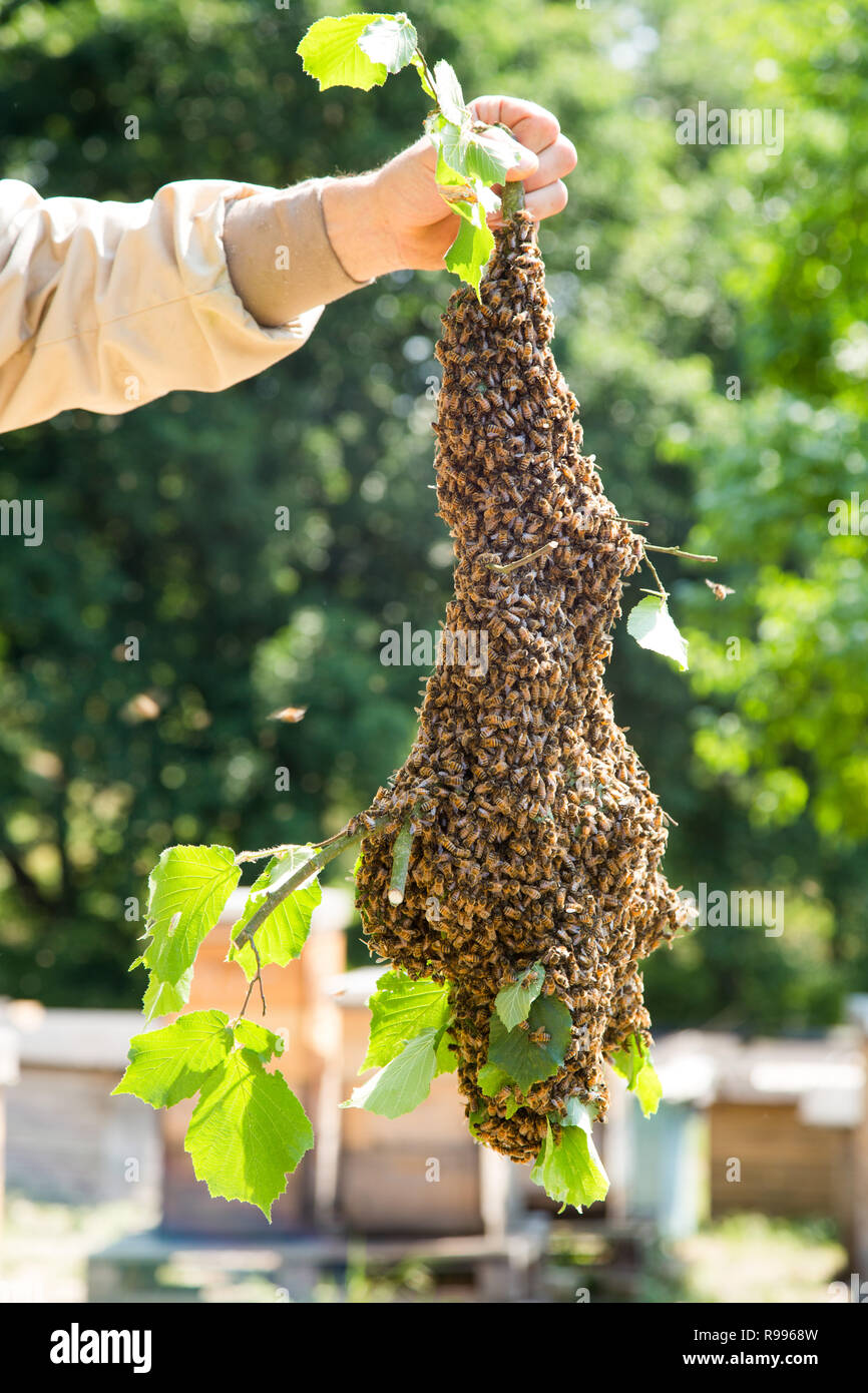 Uno sciame di api con apicoltore la mano - le api da miele in gran numero sul ramo di albero Foto Stock