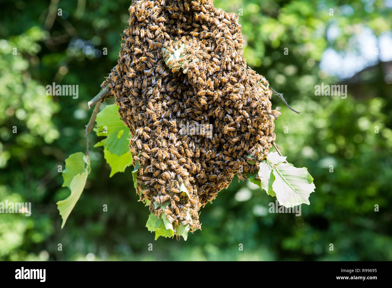 Uno sciame di api - le api da miele in gran numero sul ramo di albero Foto Stock