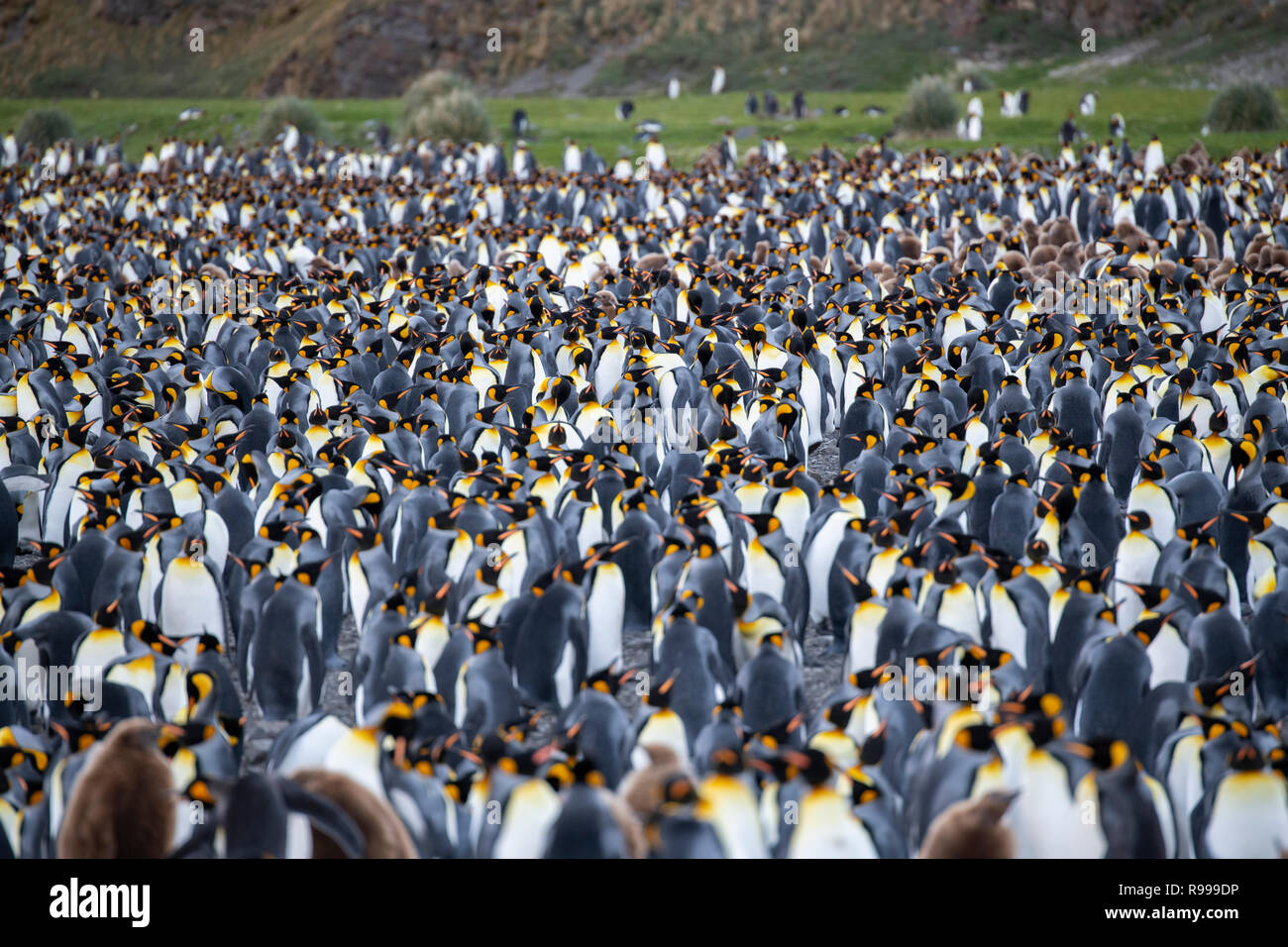 Regno Unito, Georgia del Sud, Fortuna Bay, fischio Cove. Re colonia di pinguini con pulcini. Foto Stock