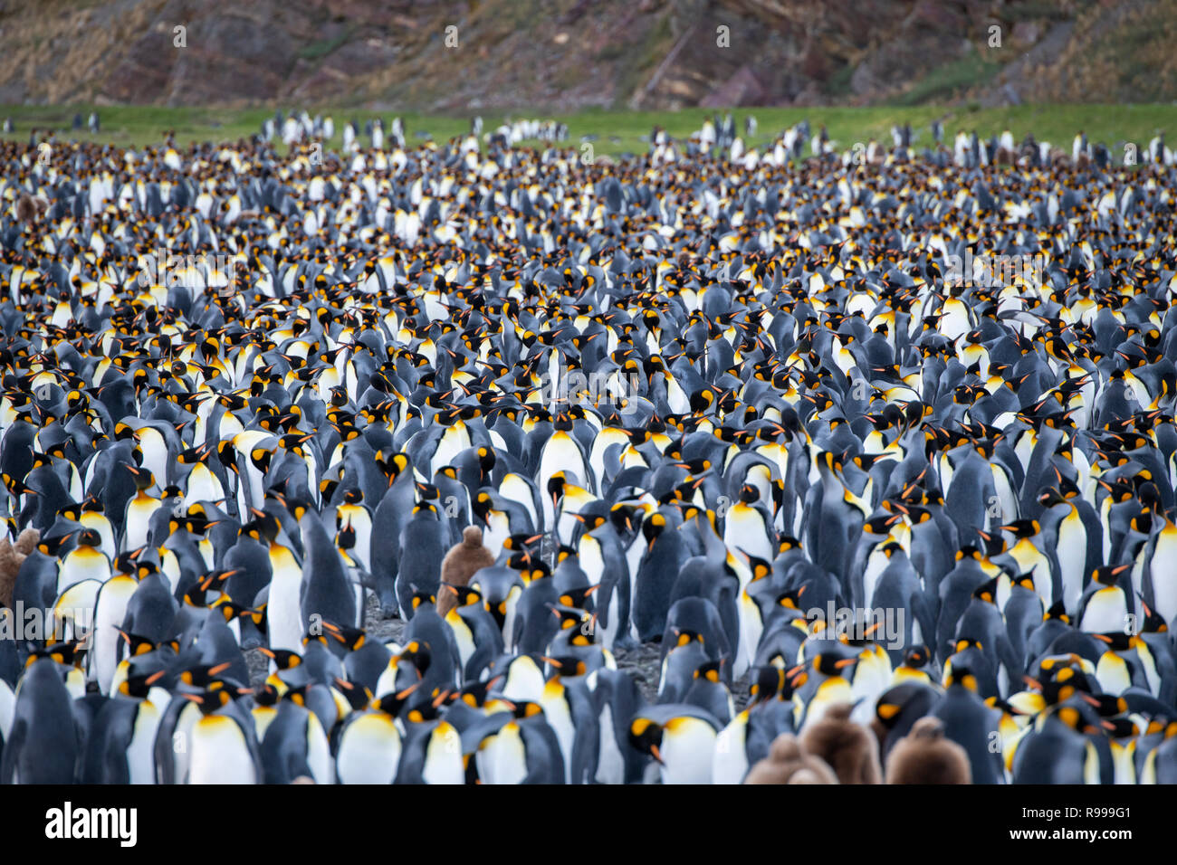 Regno Unito, Georgia del Sud, Fortuna Bay, fischio Cove. Re colonia di pinguini con pulcini. Foto Stock
