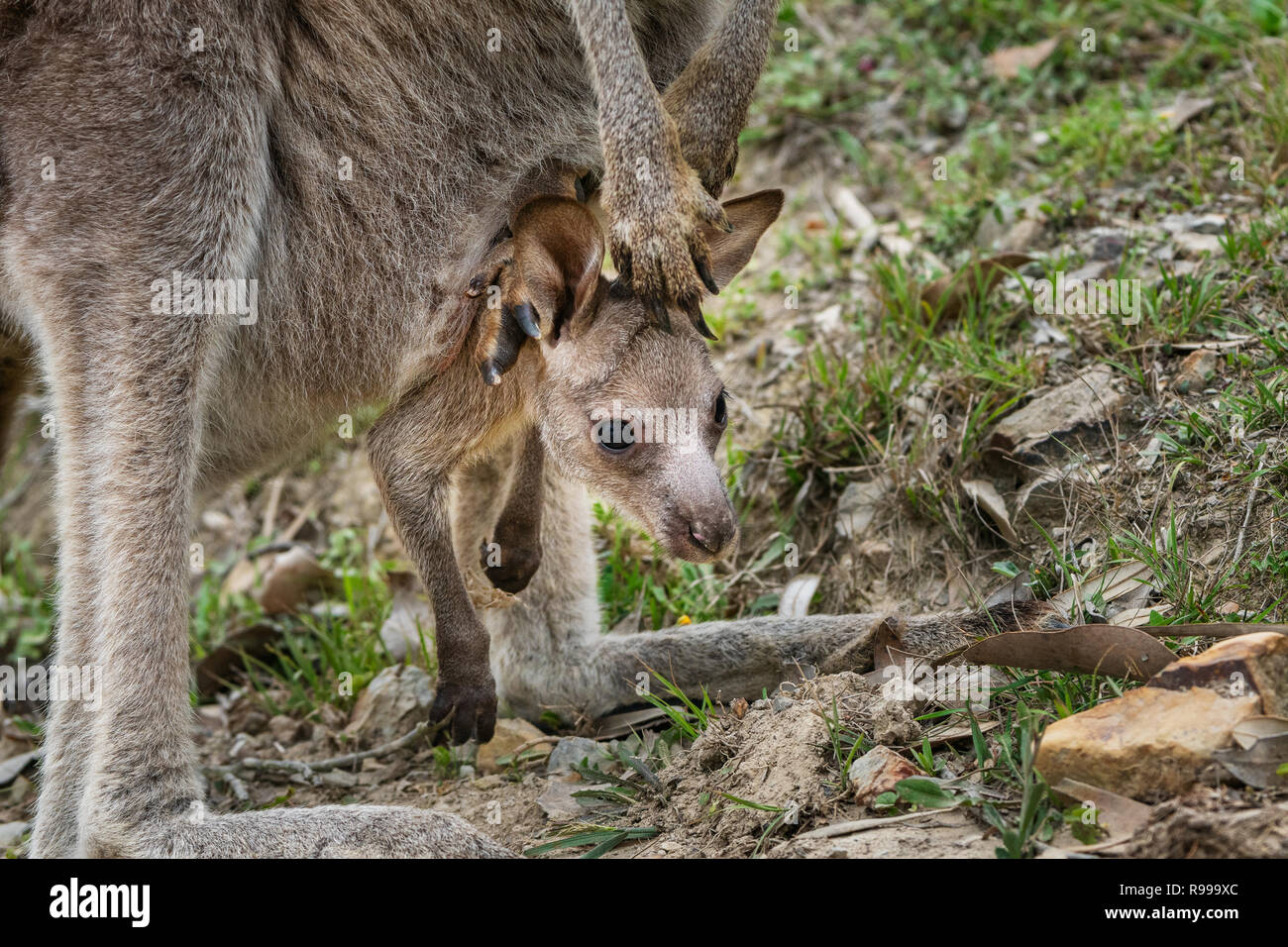 Joey di un grigio orientale Kangaroo guardando fuori della sacca. Foto Stock