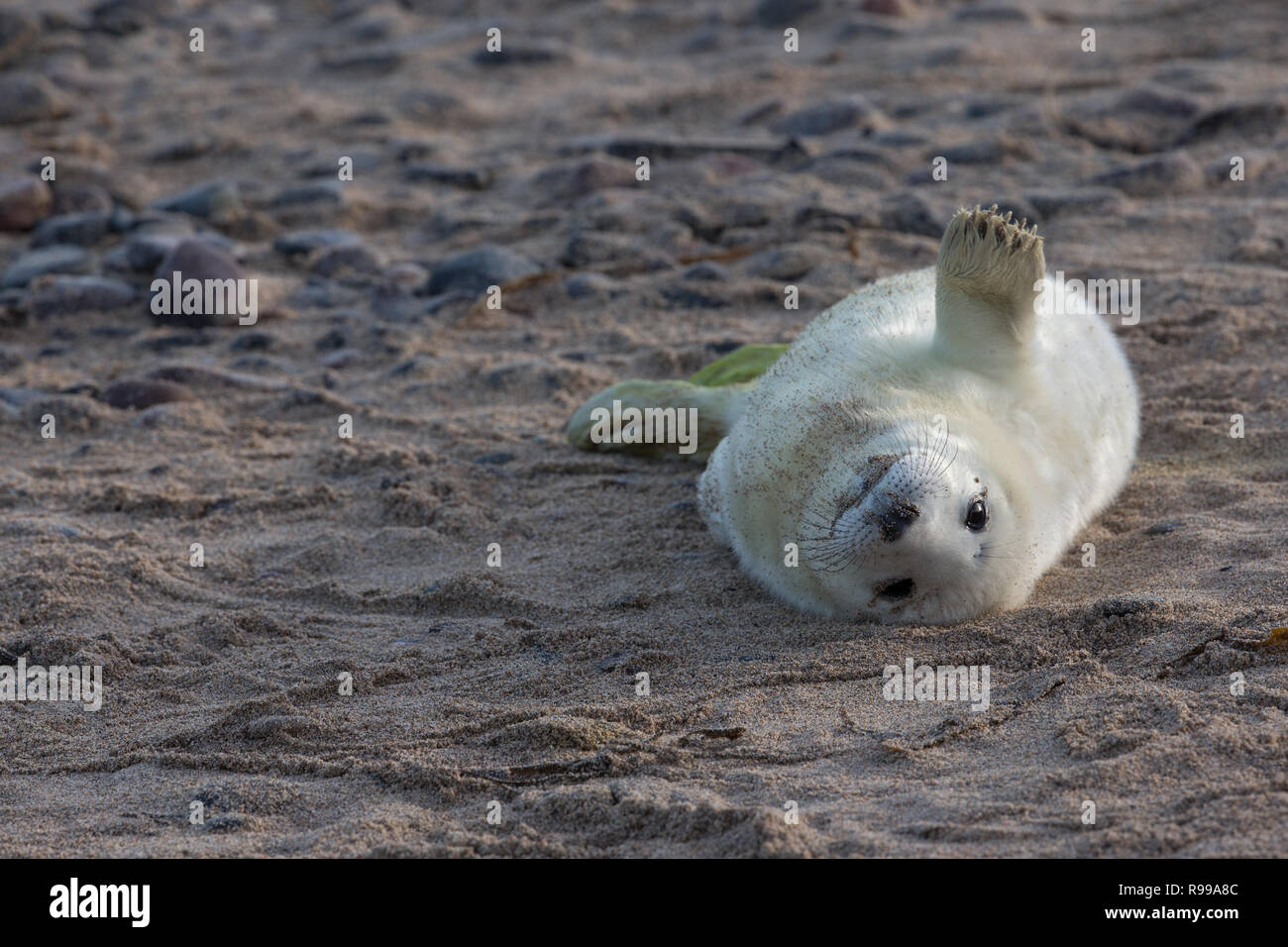 Pup di guarnizione grigio Foto Stock