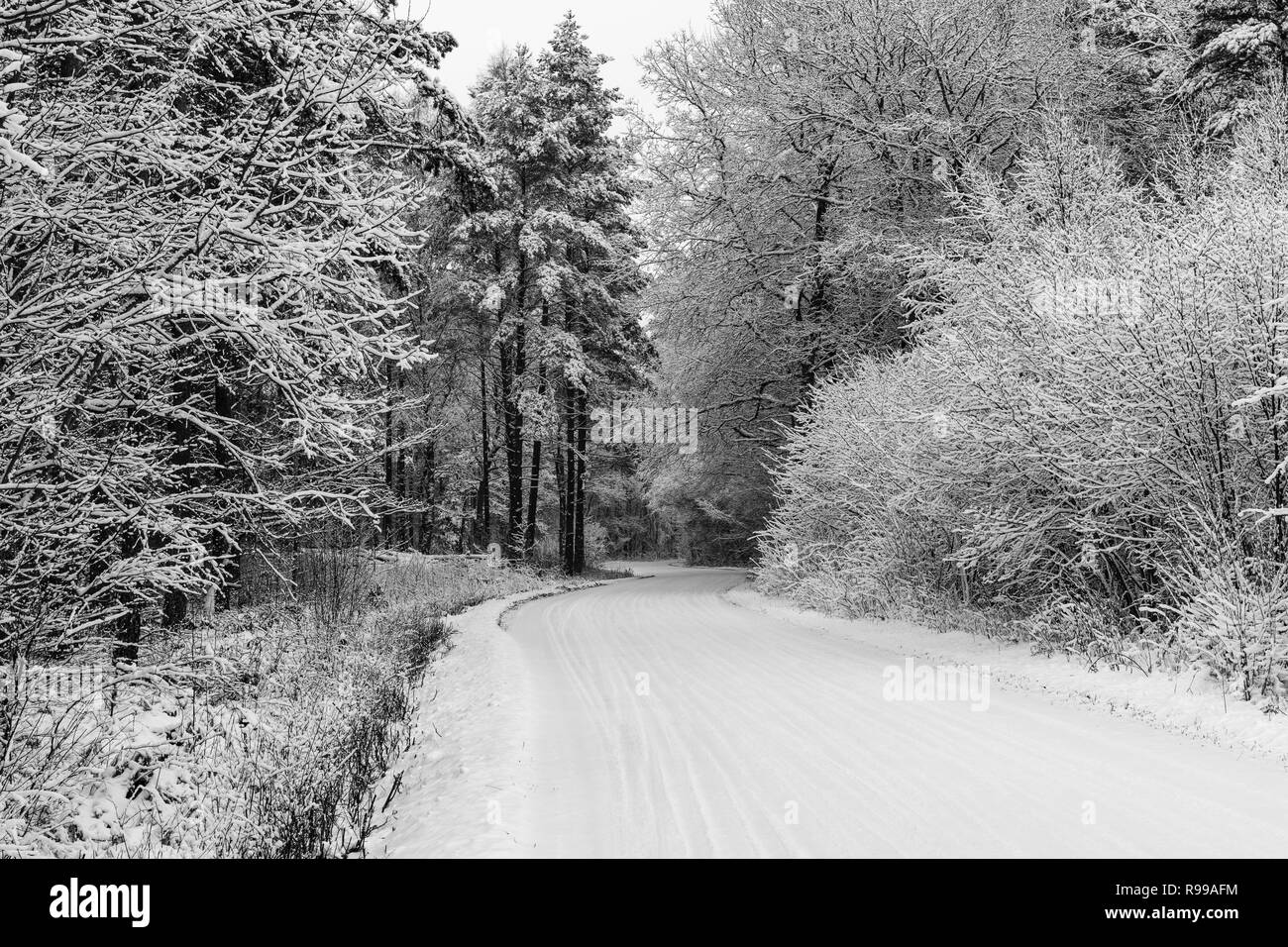 Bellissima zona nord europeo tempo invernale natura paesaggio con alberi e neve Foto Stock