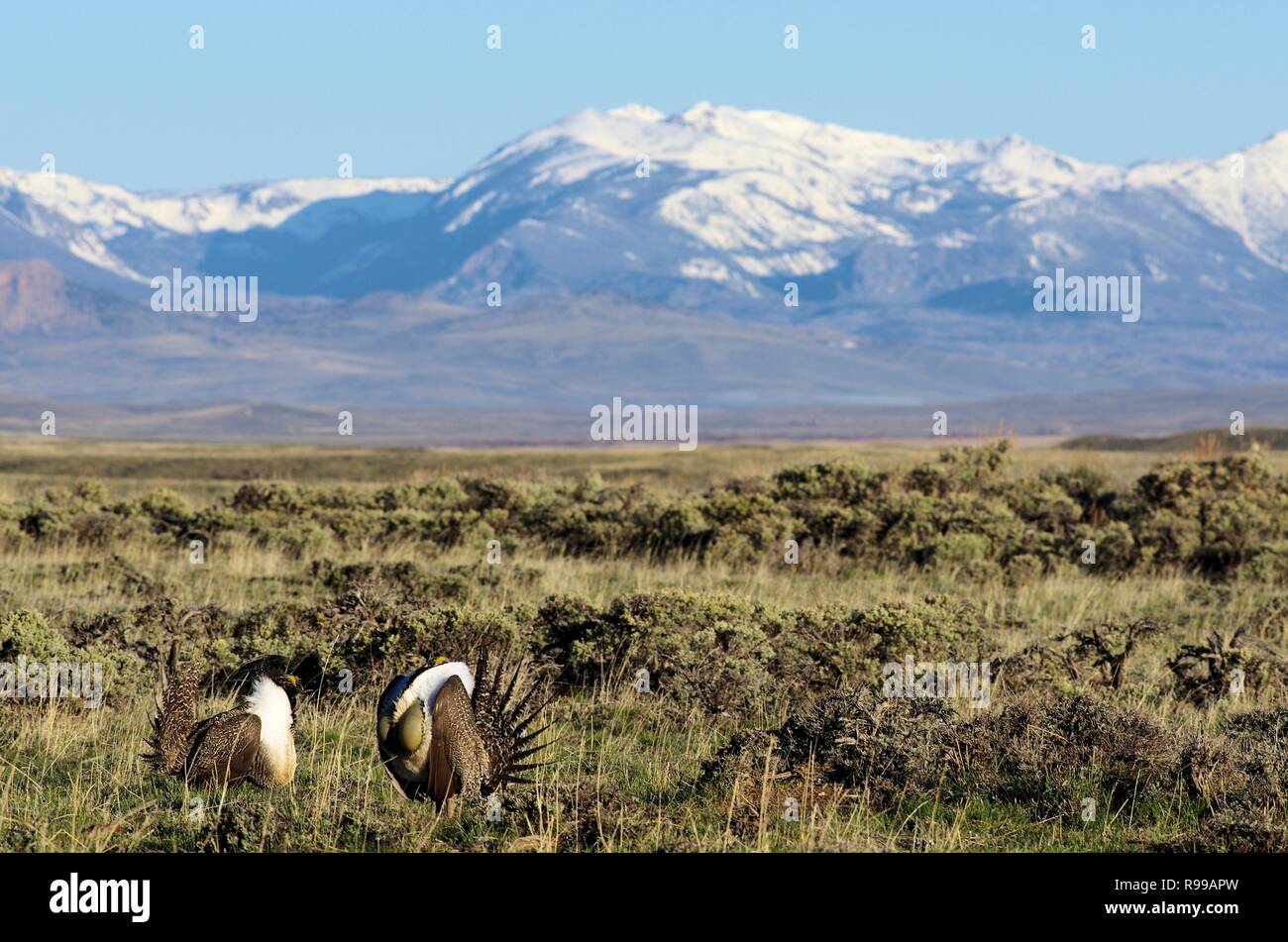 Una coppia di maggiore di sage-grouse eseguire il puntone di accoppiamento per attrarre un compagno a lek vicino a Fort Collins, Colorado. Il terreno di nidificazione di uccelli sotto la filettatura come trump administration ha annunciato piani per aprire nove milioni di acri di foratura e data mining da distaccare le protezioni per il sage grouse, a lungo considerato dalle compagnie petrolifere come un ostacolo per alcuni dei più ricchi giacimenti di energia nell'ovest americano. Foto Stock