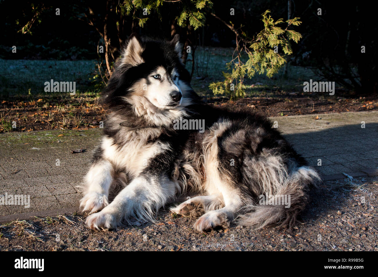 Alaskan Malamute Foto Stock