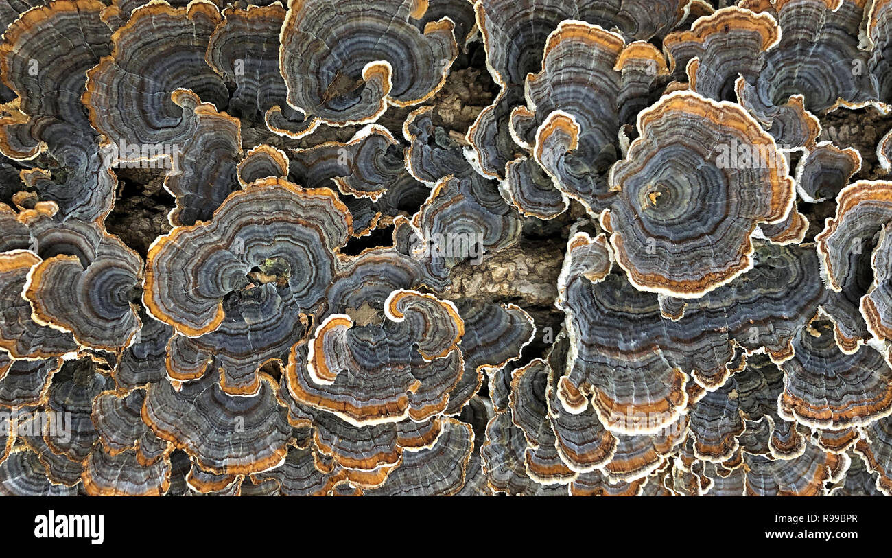 Un colorato polypore blossoms selvaggiamente su un marciume ceppo di albero, Foto Stock