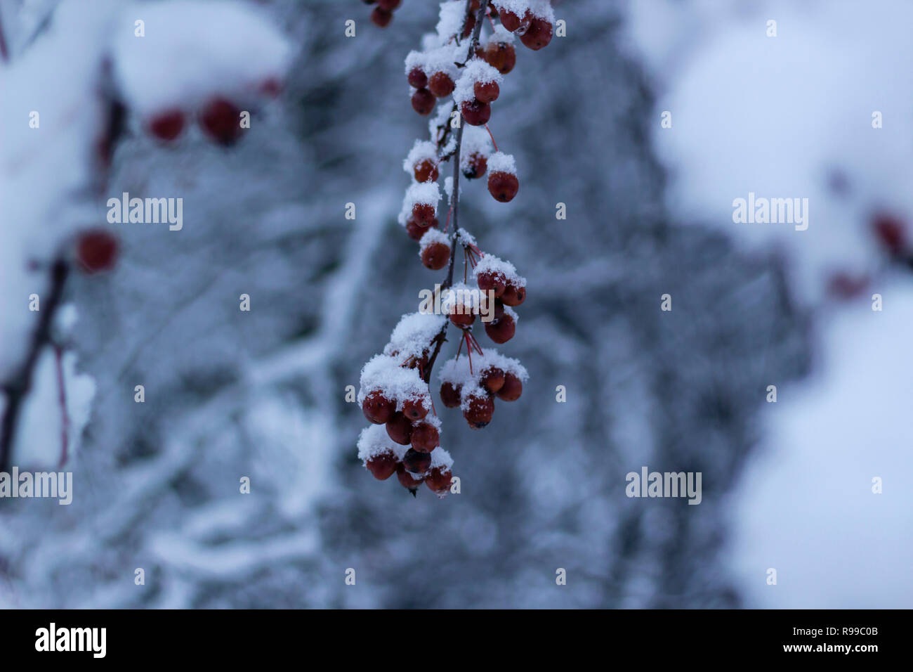 Soffice neve sui rami con biancospino, con uno sfondo sfocato. Foto Stock