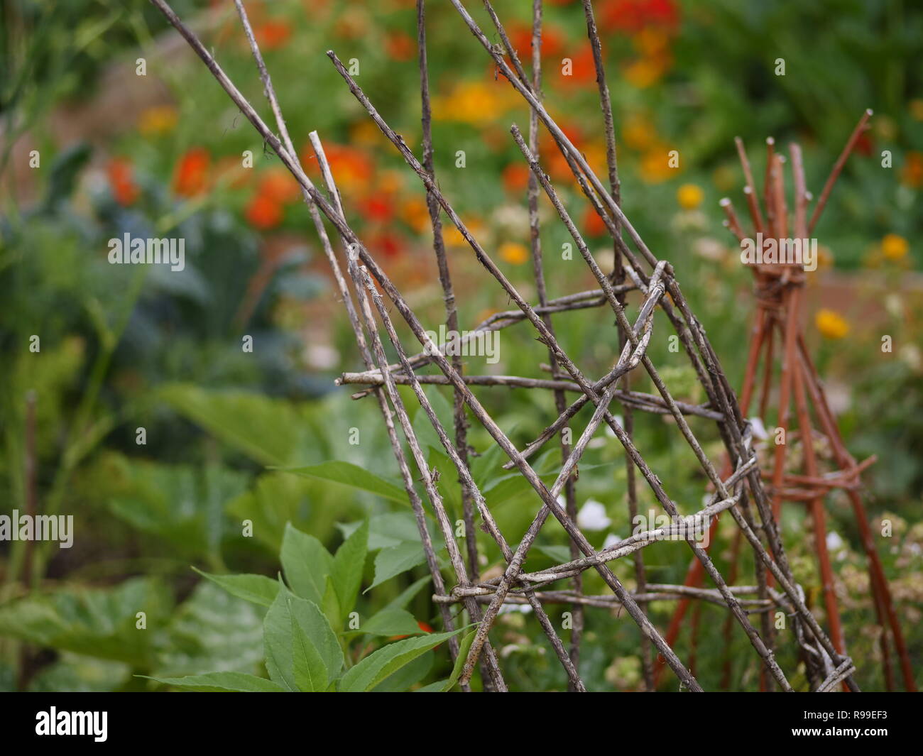 Permacultura giardino con fagioli e fiori Foto Stock